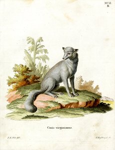 Virginian Fox (barevná rytina) od German School