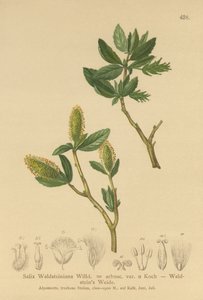 Vrba valdštejnská (Salix Waldsteiniana, Salix arbusc. var.) od German School