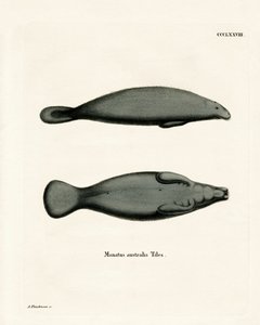 Manatee západoindický (barevná rytina) od German School