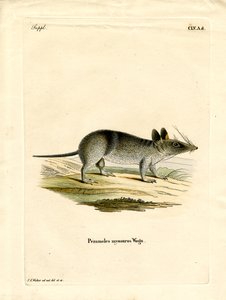 Western Barred Bandicoot (barevná rytina) od German School