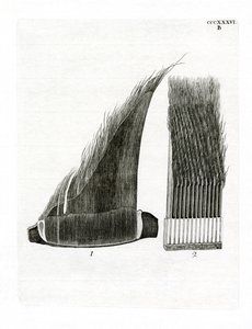 Talíře Whale Baleen (barevné rytí) od German School