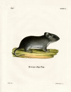 Myš běloocasá (barevné gravírování) od German School