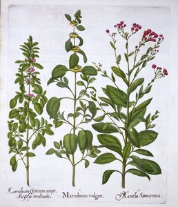 Bílý honič, Horehound a máta, od Hortus Eystettensis, od Basila Beslera (1561-1629), hospoda. 1613 (ručně kolorovaná rytina) od German School