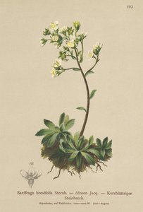 Lomikámen bílý (Saxifraga brevifolia, Saxifraga Aizoon) od German School