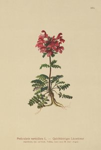 Všivec přeslenitý (Pedicularis verticillata) od German School