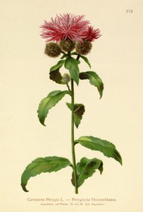 Knapweed paruka (Centaurea Phrygia) od German School