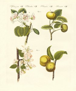 Divoké druhy ovoce (barevné rytí) od German School