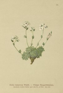 Wolley Whitlow-grass (Draba tomentosa) od German School