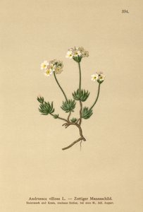 Wolly Rock Jasmine (Androsace villosa) od German School