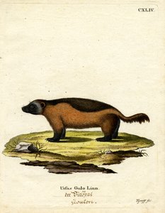 Wolverine (barevná rytina) od German School