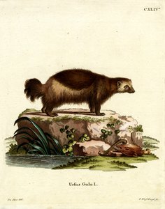Wolverine (barevná rytina) od German School