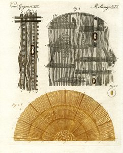 Anatomie dřeva od German School