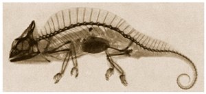 X Ray of a Chameleon kolem roku 1890 od German School