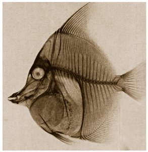 X Ray of a fish c.1890 od German School