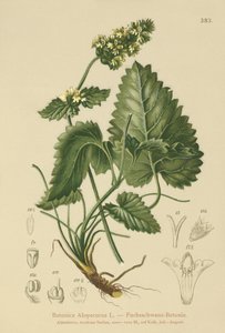Betonie žlutá (Betonica Alopecurus, Stachys alopecuros) od German School
