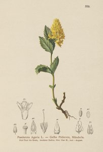 Paederota žlutá (Paederota Ageria, Paederota lutea) od German School