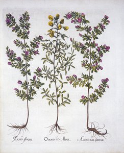 Yellow Rest-Harrow, Pink Rest-Harrow a Pink Thorny Rest-Harrow, od Hortus Eystettensis, od Basila Beslera (1561-1629), hospoda. 1613 (ručně kolorovaná rytina) od German School