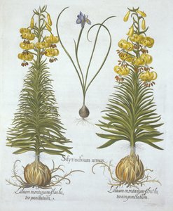 Žlutá turkscapová lilie s cibulkou a zakrslou modrookou trávou,, od Hortus Eystettensis, od Basila Beslera (1561-1629), hospoda. 1613 (ručně kolorovaná rytina) od German School