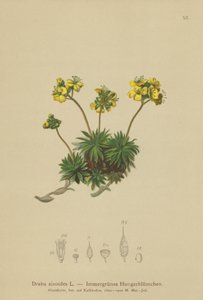 Žlutá bělozářka liliovitá (Draba aizoides) od German School