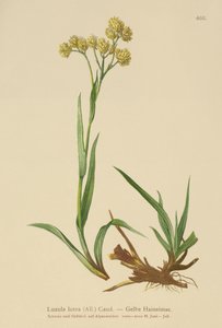 Žlutá dřevina (Luzula lutea) od German School