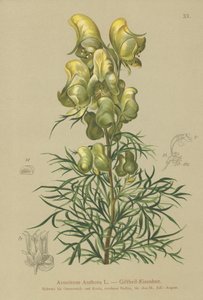 Žluté mnišství (Aconitum anthora) od German School