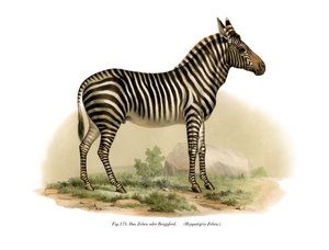 Zebra, 1860 od German School