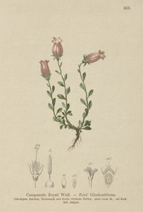 Zois Bellflower (Campanula Zoysii) od German School