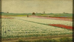 Tulipánová pole