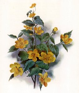 Kerria Japonica
