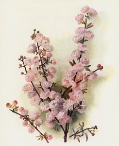 Prunus Sinensis Rosea Plena