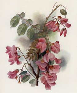 Robinia Hispida