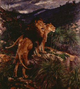 Lions Stalking (olej na plátně) od Geza Vastagh