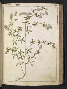 Rostlina s bílými květy. , z "Paintings of Flora of the Roman States" od Gherardo Cibo, Add MS 22333, f117r, c.1564-84 (akvarel a kvaš na papíře) od Gherardo Cibo