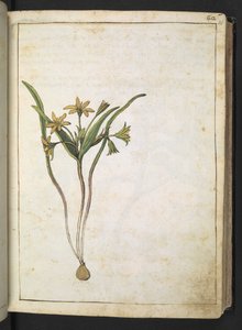Rostlina se žlutými květy, z "Paintings of Flora of the Roman States" od Gherardo Cibo, Add MS 22333, f036r, c.1564-84 (akvarel a kvaš na papíře) od Gherardo Cibo