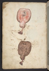 Přidat MS 22333, Obrazy flóry římských států, kolem 1564-84 (akvarel a kvaš na papíře) od Gherardo Cibo