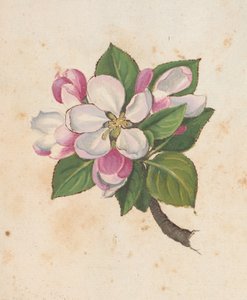 Přidat MS 22333 f.61r, Blossom, z 