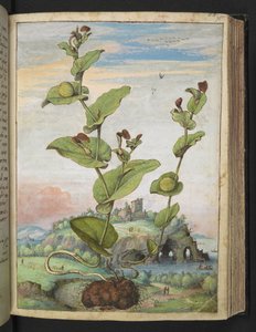 Aristolochia rotunda: Rostlina nesoucí ovoce, z "Obrazy flóry římských států" od Gherarda Ciba, Přidat MS 22333, f078r, c.1564-84 (akvarel a kvaš na papíře) od Gherardo Cibo