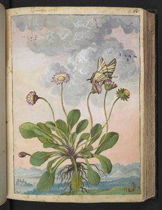 Bellis perennis, z "Obrazy flóry římských států" od Gherarda Ciba, Přidat MS 22333, f067r, c.1564-84 (akvarel a kvaš na papíře) od Gherardo Cibo