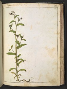 Buglossa, Anchusa azurea (loddonský roajalista), z „Paintings of Flora of the Roman States“ od Gherarda Ciba, Add MS 22333, f153r, c.1564-84 (akvarel a kvaš na papíře) od Gherardo Cibo