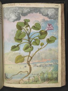 Calystegia soldanella, z "Obrazy flóry římských států" od Gherarda Ciba, Přidat MS 22333, f150r, c.1564-84 (akvarel a kvaš na papíře) od Gherardo Cibo