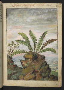 Ceterach officinarum, z "Obrazy flóry římských států" od Gherarda Ciba, Přidat MS 22333, f013r, c.1564-84 (akvarel a kvaš na papíře) od Gherardo Cibo