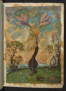 Colchicum autumnale, z "Obrazy flóry římských států" od Gherarda Ciba, Přidat MS 22333, f022r, c.1564-84 (akvarel a kvaš na papíře) od Gherardo Cibo