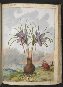 Crocus sativus (šafrán), z "Obrazy flóry římských států" od Gherarda Ciba, Přidat MS 22333, f160r, cca 1564-84 (akvarel a kvaš na papíře) od Gherardo Cibo