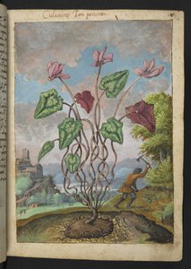 Cyclamen hederifolium, z "Obrazy flóry římských států" od Gherarda Ciba, Přidat MS 22333, f012r, c.1564-84 (akvarel a kvaš na papíře) od Gherardo Cibo
