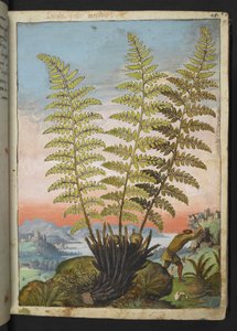 Dryopteris filix mas: Kapradina, z "Obrazy flóry římských států" od Gherarda Ciba, Přidat MS 22333, f019r, c.1564-84 (akvarel a kvaš na papíře) od Gherardo Cibo
