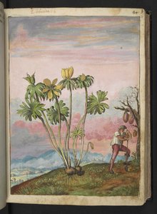 Eranthis hyemalis, z "Paintings of Flora of the Roman States" od Gherardo Cibo, Add MS 22333, f038r, c.1564-84 (akvarel a kvaš na papíře) od Gherardo Cibo