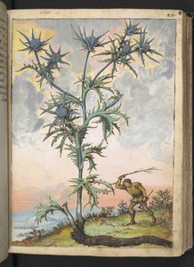 Eryngium maritimum, z "Obrazy flóry římských států" od Gherarda Ciba, Přidat MS 22333, f047r, c.1564-84 (akvarel a kvaš na papíře) od Gherardo Cibo