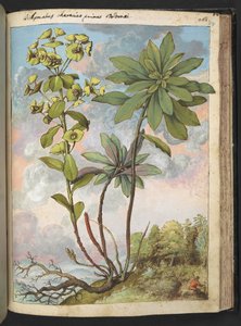 Euphorbia amygdaloides nebo Euphorbia characias, z "Obrazy flóry římských států" od Gherarda Ciba, Přidat MS 22333, f154r, c.1564-84 (akvarel a kvaš na papíře) od Gherardo Cibo