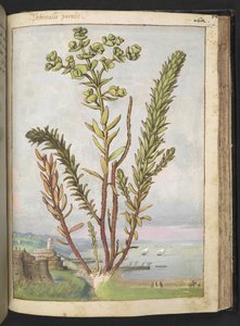 Euphorbia paralias, z "Obrazy flóry římských států" od Gherarda Ciba, Přidat MS 22333, f155r, c.1564-84 (akvarel a kvaš na papíře) od Gherardo Cibo