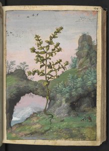 Euphrasia officinalis, z "Obrazy flóry římských států" od Gherarda Ciba, Přidat MS 22333, f041r, c.1564-84 (akvarel a kvaš na papíře) od Gherardo Cibo
